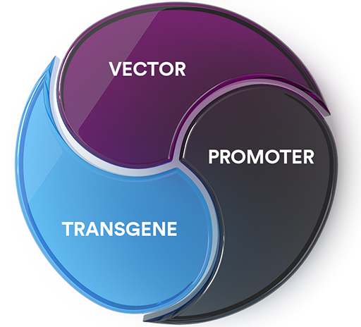 Gene Therapy Engine | Our Science | Sarepta Therapeutics